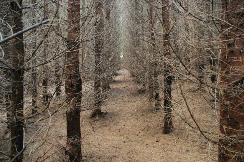 Reise zum Wald