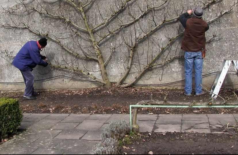 Portret van een tuin